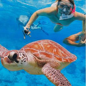 Swimming with Turtles