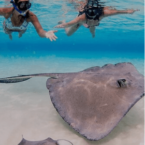 Swimming with Stingrays