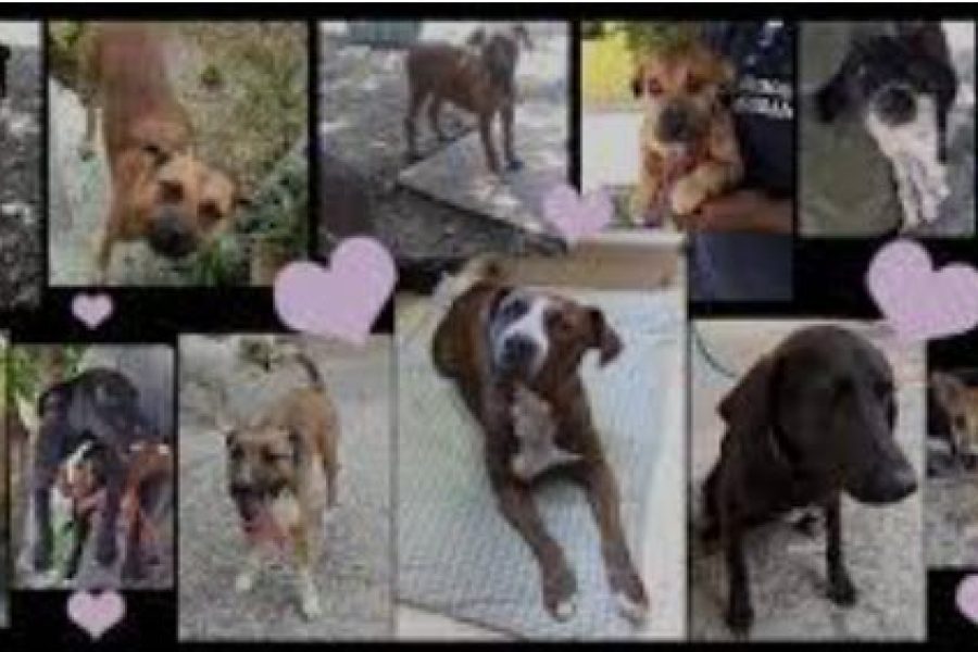 THE DOG & CAT LOVERS EXPERIENCE AT THE GRAND BAHAMA HUMANE SOCIETY