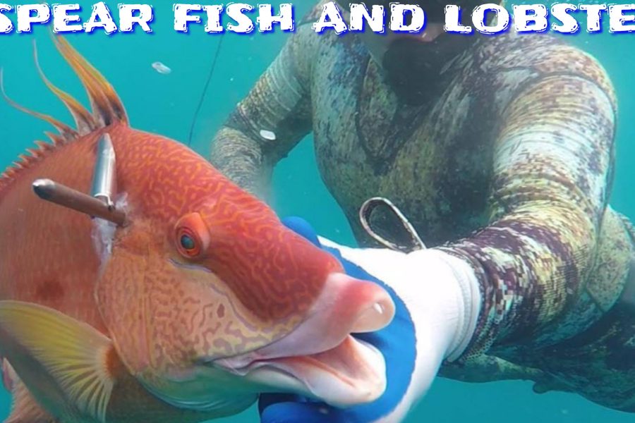 SPEARFISHING AND LOBSTER DIVE AT PARADISE COVE
